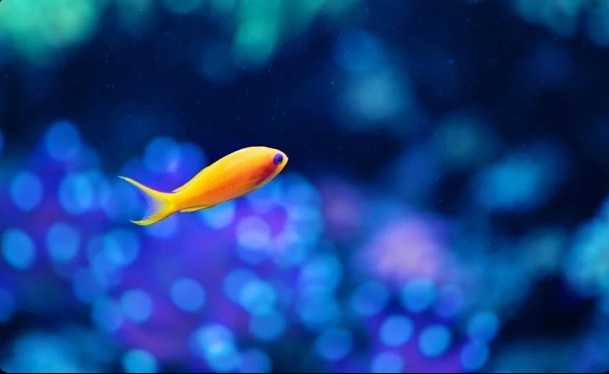 A small yellow fish against an out-of-focus blue background.