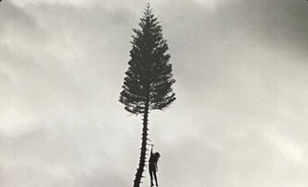 A monochrome image of a tall tree with a person beside it.